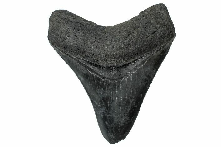 Serrated, Fossil Megalodon Tooth - South Carolina #299449